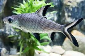 SILVER SHARK 5CM
