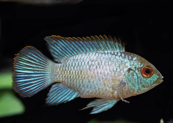 Neon Blue Acara 6-6.5 CM