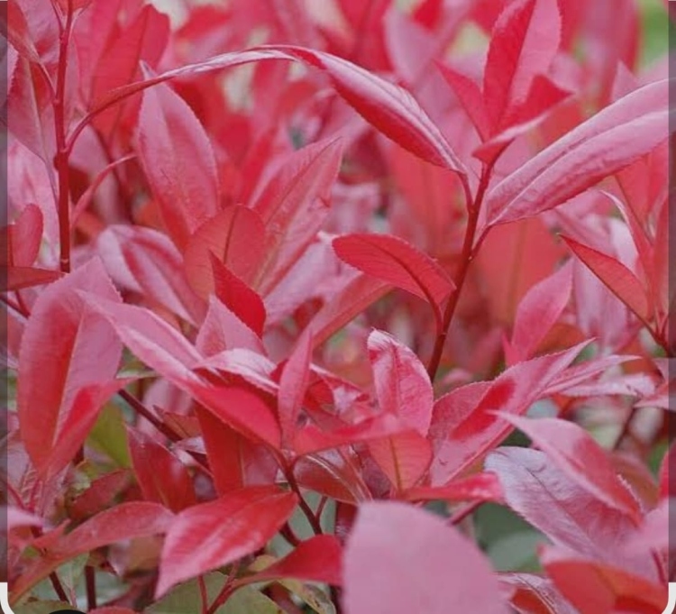 روتالا أحمر 