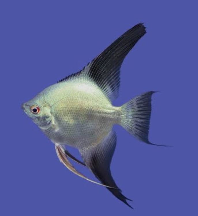 آنجل بلغاري(طفرة)