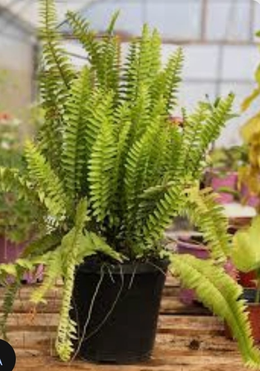 نبات السرخس(داخلي)