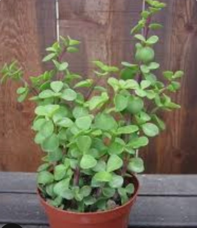 نبات الدمعة(داخلي)