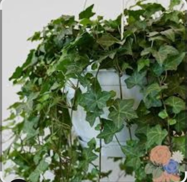 نبات الهيدرا (داخلي)