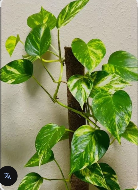 نبات البوتس (داخلي) 