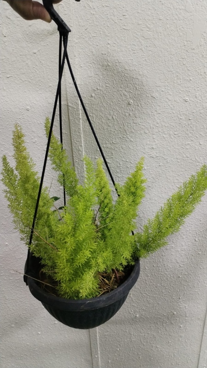 نبات الهيليون الخشن (داخلي وخارجي)