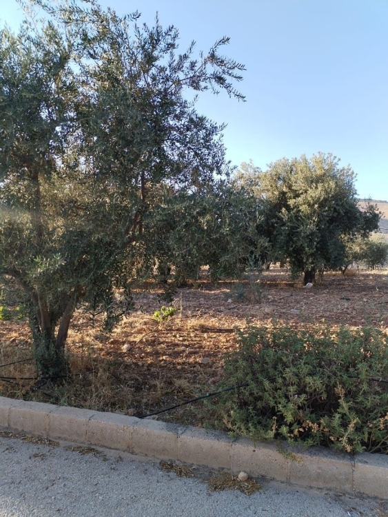 مزرعه مع بركه في الجبيهه قرب شارع الاردن قريه ابو حامد