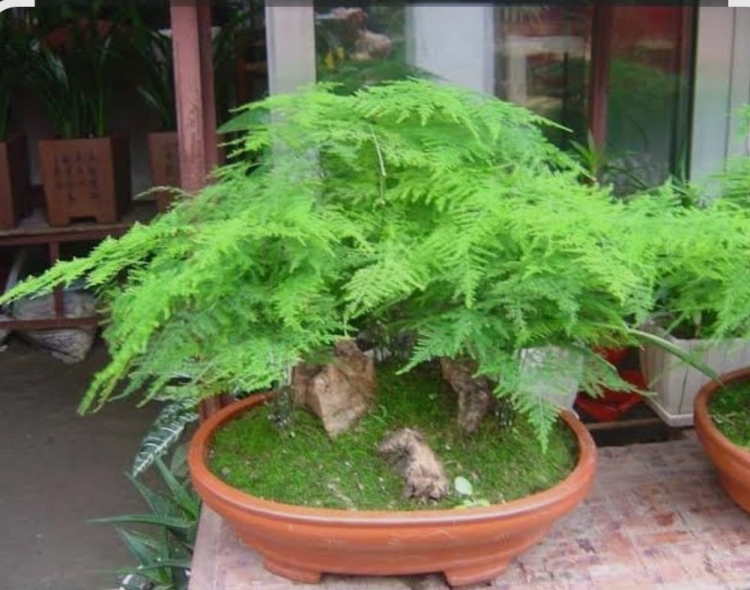  نبات الهيليون الناعم (داخلي)