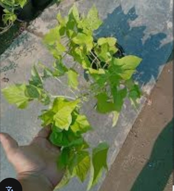  نبات السنجيوم (داخلي وخارجي)