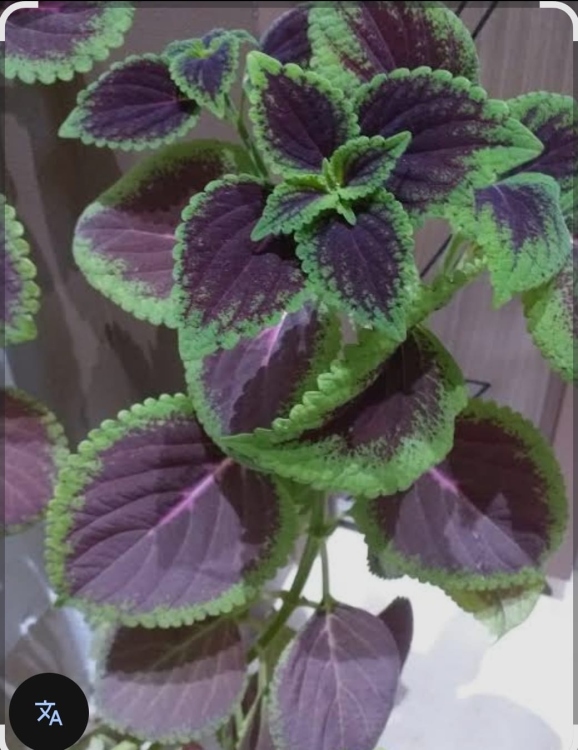 نبات السجّاد البنفسجي (داخلي)