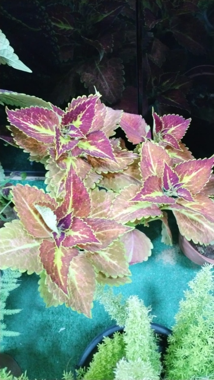 نبات السجّاد البرتقالي (داخلي)