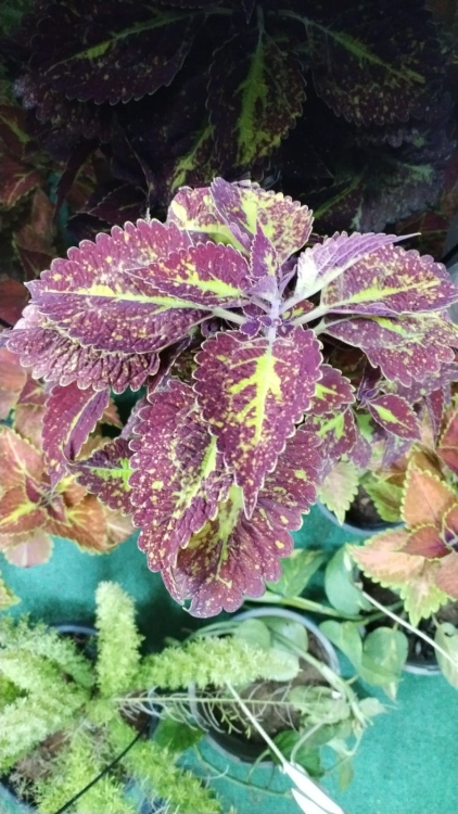  نبات السجّاد الأحمر (داخلي)