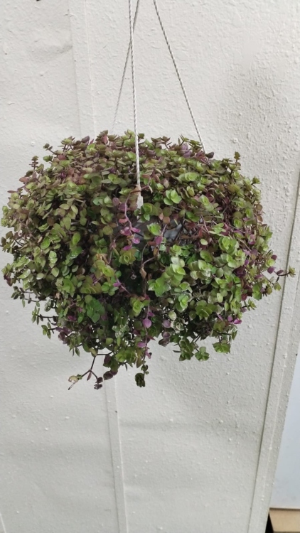 نبات السلحفاة (داخلي)