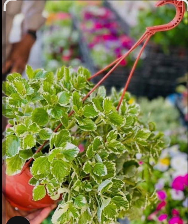 البلابل السويدي، اللبلاب السويدي