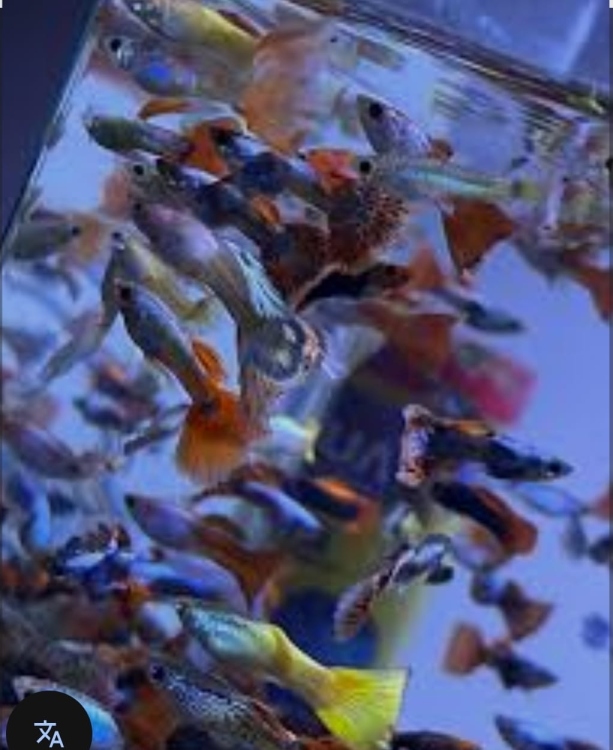 جوبي ذكور بألوان متعددة 