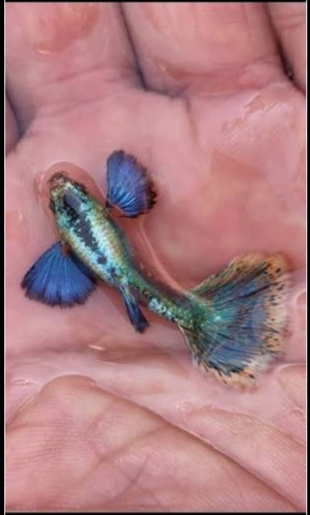 جوبي اذن الفيل (نواعم) ذكور وإناث