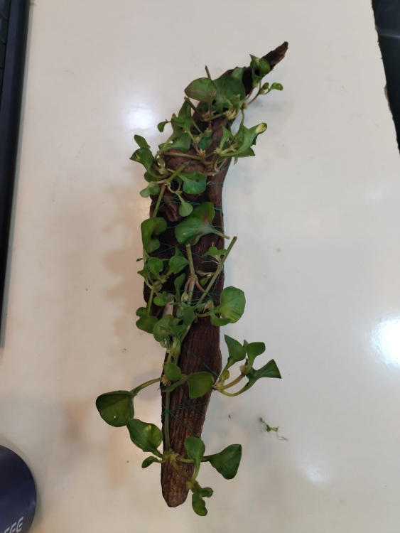 خشب درفت وود مزروع عليه نانا انوبيوس 