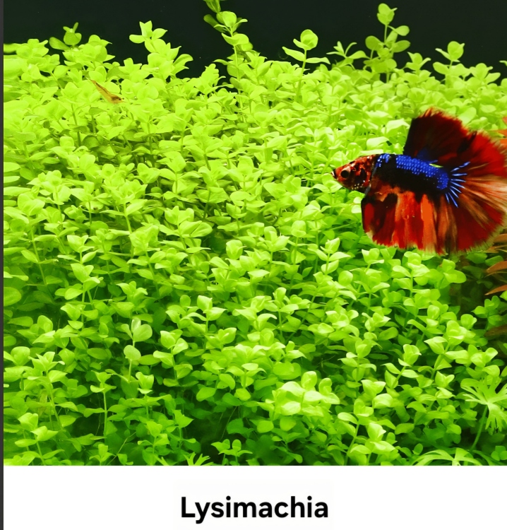 بذور نباتات الزينة المائية