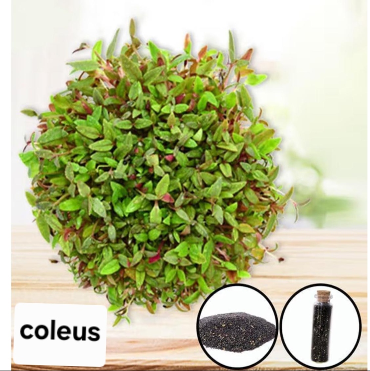 بذور نباتات الزينة المائية