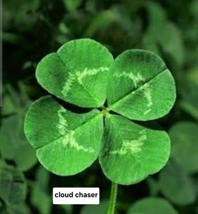 بذور نباتات الزينة المائية