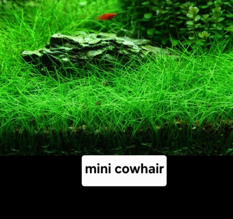 بذور نباتات الزينة المائية