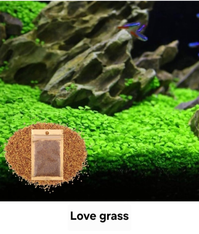 بذور نباتات الزينة المائية