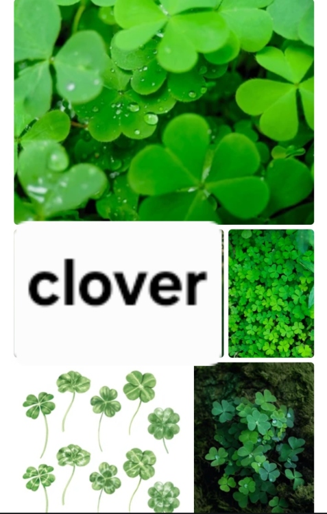 بذور نباتات الزينة المائية