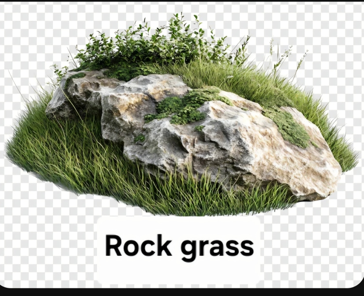 بذور نباتات الزينة المائية