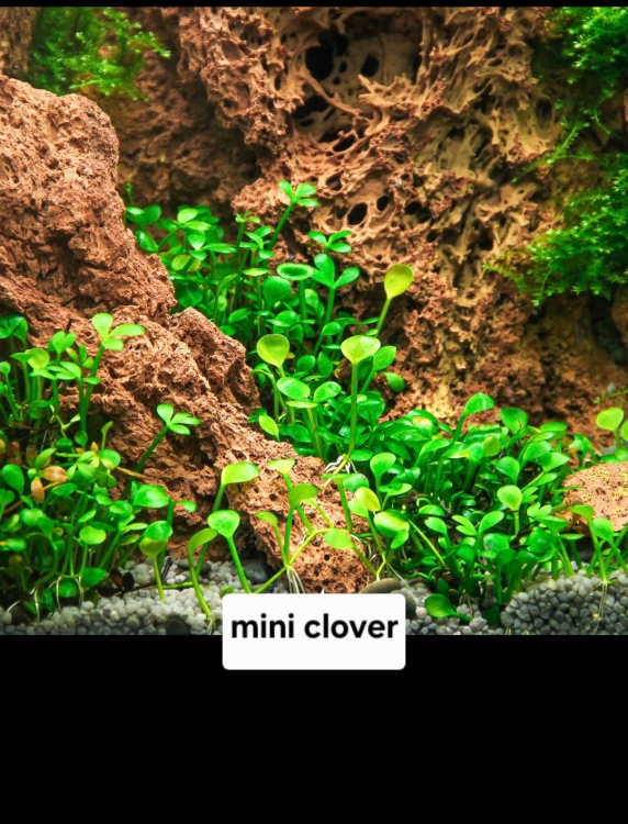 بذور نباتات الزينة المائية