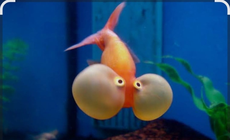 سمكة العيون الهوائية