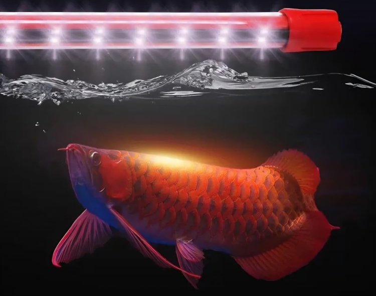 إضاءة حوض أسماك احترافية – 7 ألوان
