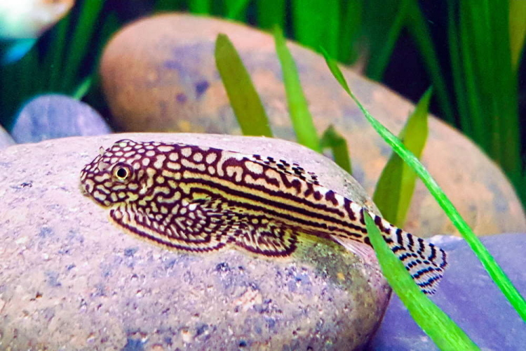 Hillstream Loach 3 cm