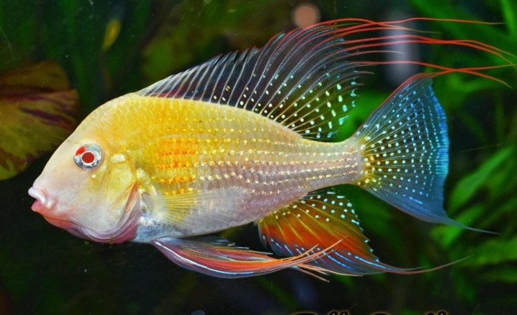 جيوفاكوس سوبر ريد 