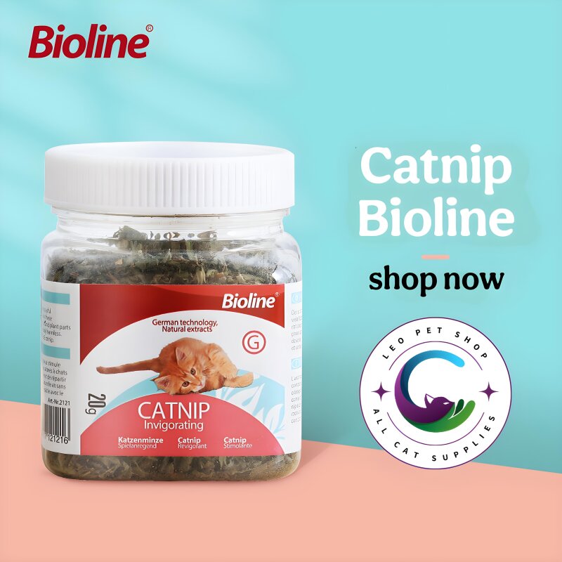 الكثير من المرح مع كاتنب القطط وبفوائد متعددة