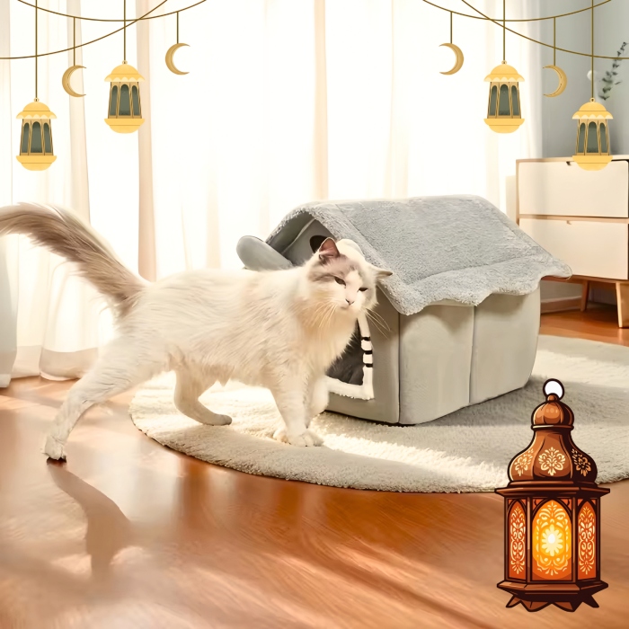 إكسسوارات القطط