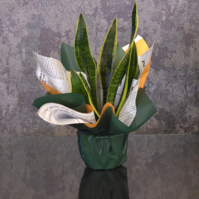 شتلات جوا البيت