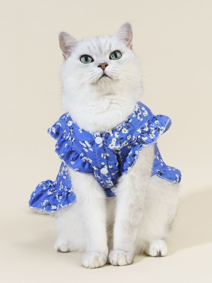 ملابس القطط